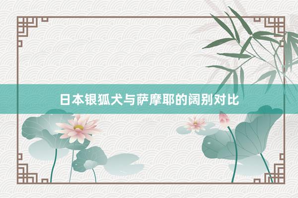 日本银狐犬与萨摩耶的阔别对比